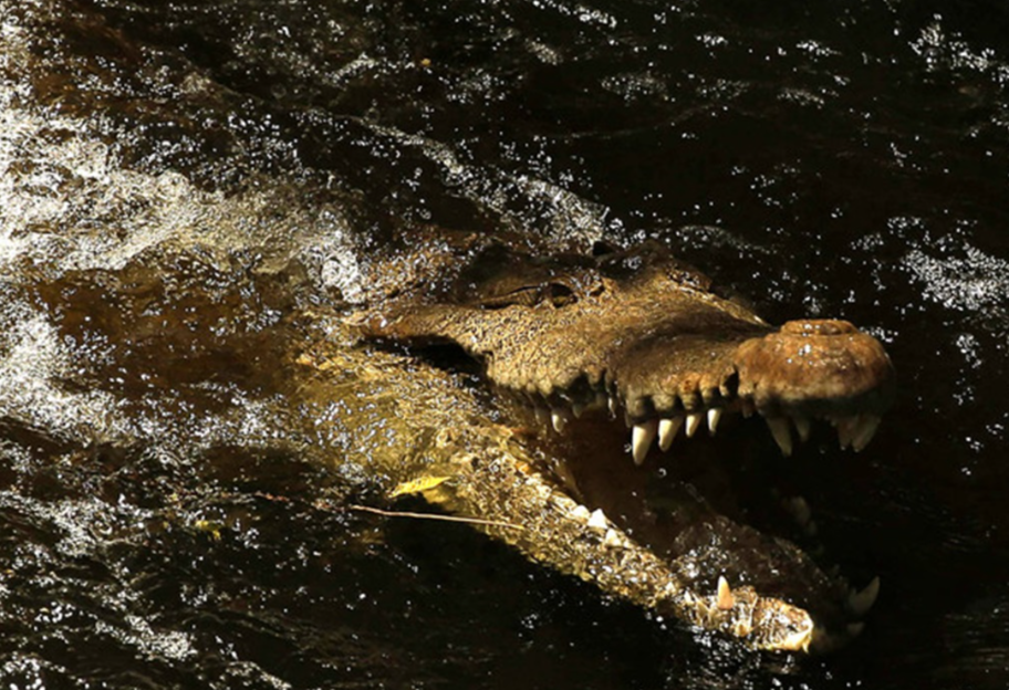Уникальное лакомство: ЮАР намерена поставлять в Украину крокодиловое мясо - фото 1