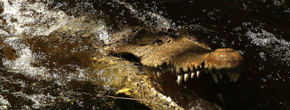 Уникальное лакомство: ЮАР намерена поставлять в Украину крокодиловое мясо