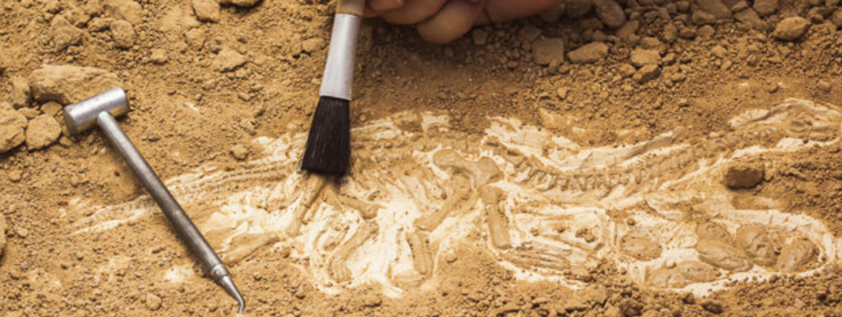 Древнейшие сперматозоиды: ученые обнаружили половые клетки доисторических существ