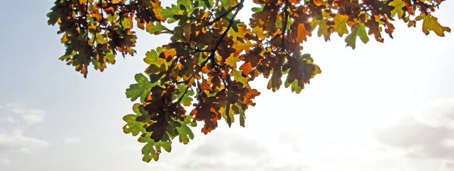 «Держим за юбку бабье лето»: какую погоду ждать в среду - карта