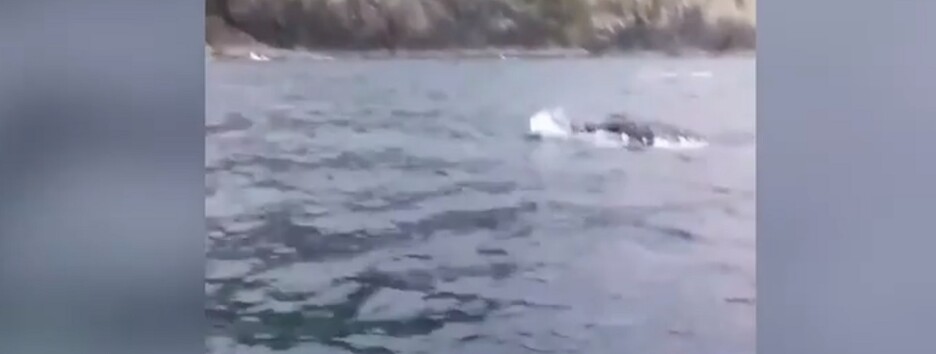 Стивен Кинг и кит: новозеландский рыбак похвастался невероятным «уловом» - фото