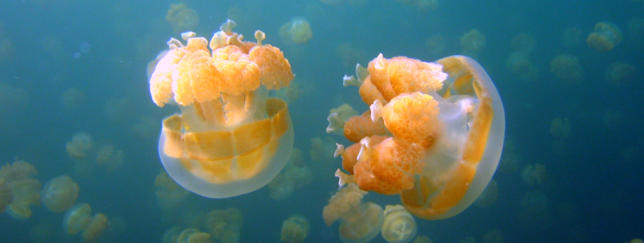 «Медузное меню»: ученые нашли замену для блюд из исчезающих видов рыб 