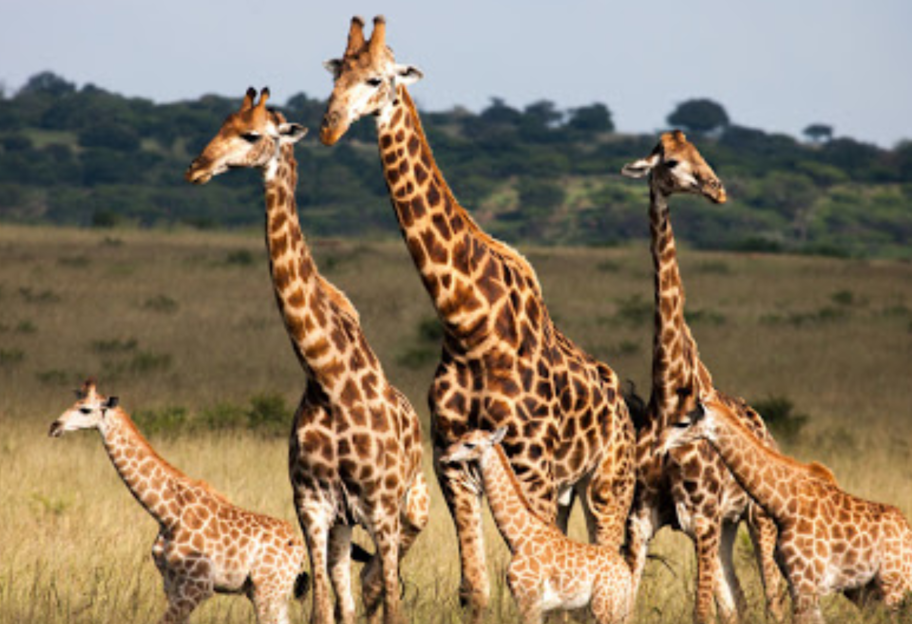 Уязвимые создания - в ЮАР рассказали о гибели группы жирафов от молний - фото 1