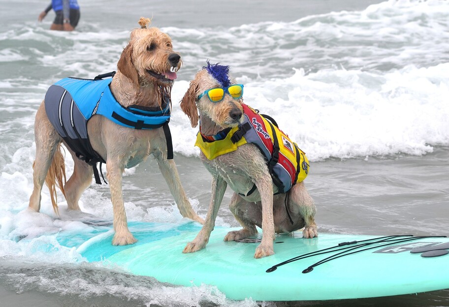 Американцы устроили конкурс по серфингу среди собак - фото 1
