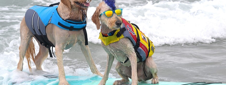 Собаки ловят волну: в США провели конкурс четырехлапых серферов - видео