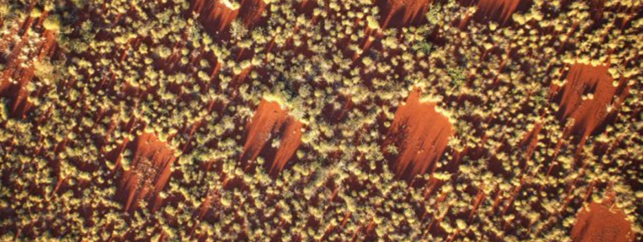 Ведьмины круги: ученые раскрыли загадку феномена в пустыне Намибии - фото