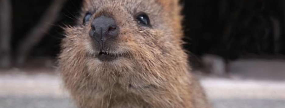 Лучший антистресс: ученые изучили, как видео с милыми животными влияет на уровень тревоги