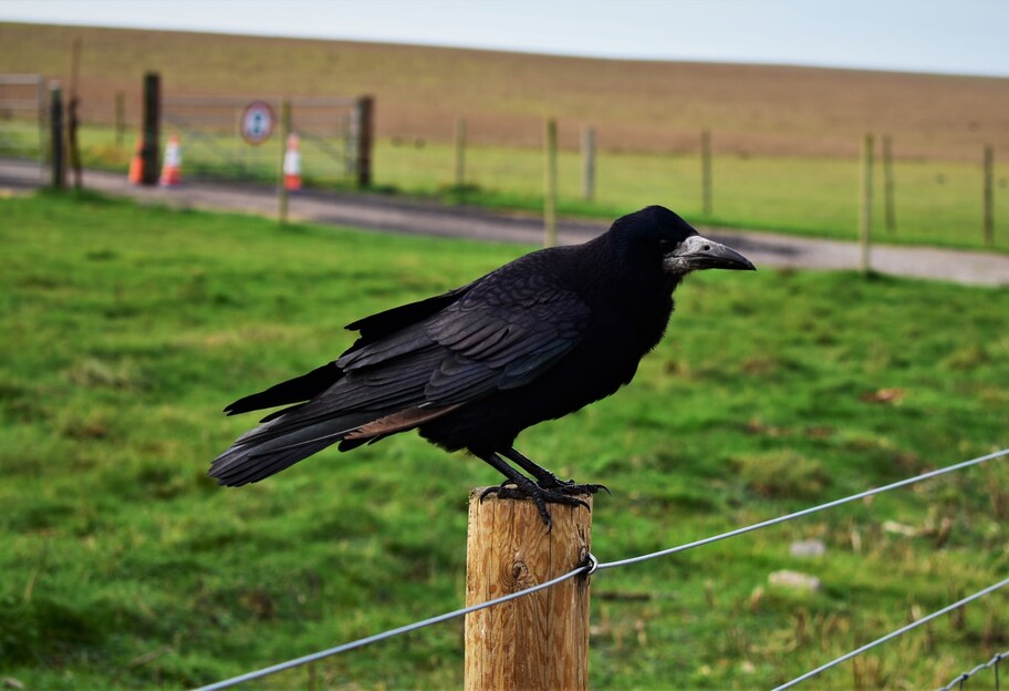 Не каркнет даром - ученые доказали, что вороны могут сознательно мыслить - фото 1