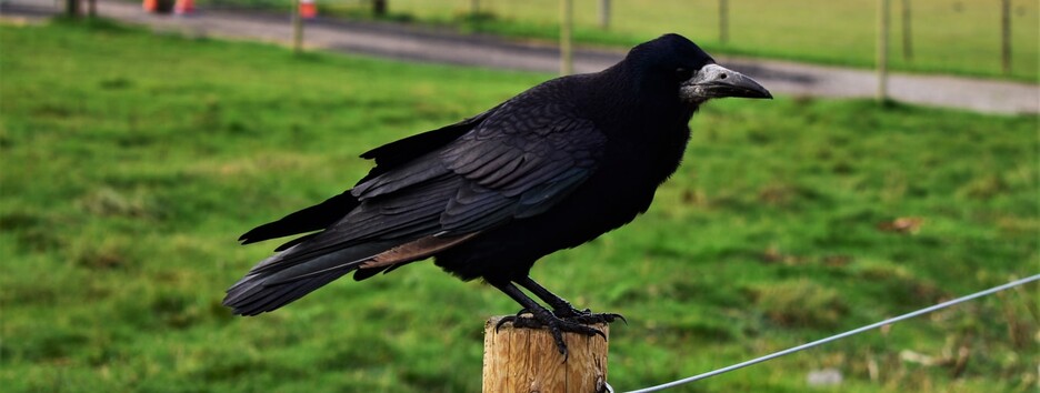 Не каркнет даром: ученые доказали, что вороны могут сознательно мыслить