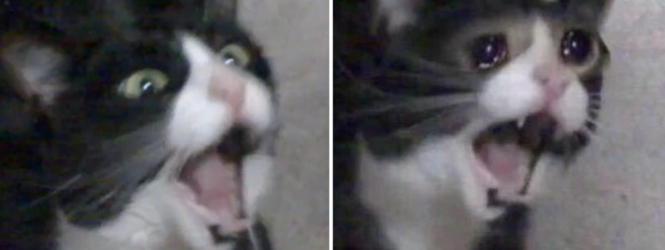 Вошла в историю: умерла знаменитая кошка из популярного мема - фото