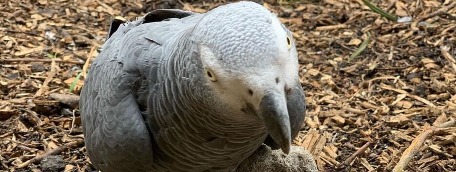 Пришлось рассадить: в зоопарке попугаи матерились и хохотали - фото