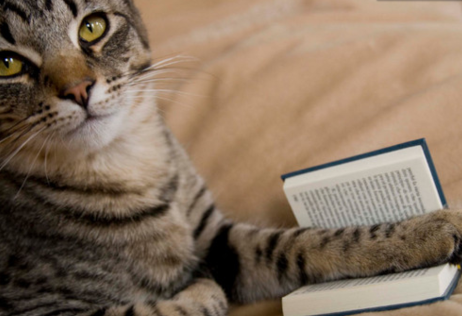 Интеллектуальные создания - ученые обнаружили неожиданные умения кошек - фото 1