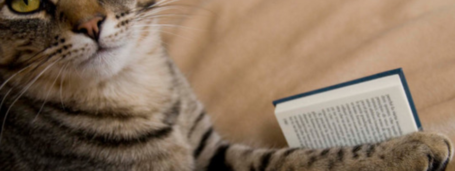 Интеллектуальные создания: ученые обнаружили неожиданные умения кошек - видео