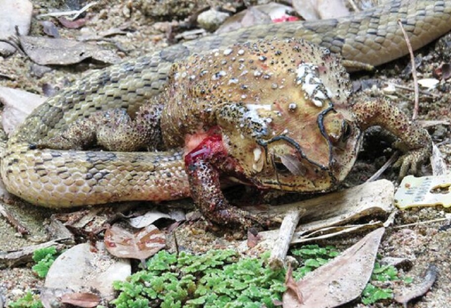 В Юго-Восточной Азии обнаружена змея, поедающая внутренности жертвы  - фото 1