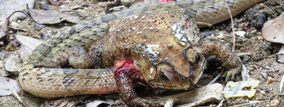 Ученые обнаружили жуткий способ питания ужей в Юго-Восточной Азии - фото