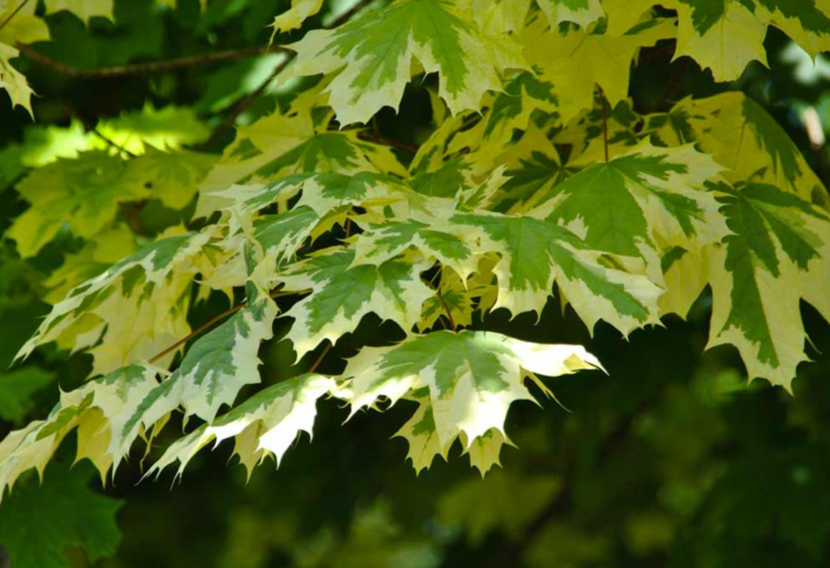 Чисто канадское исследование - ученые назвали дерево, которое лучше всего защищает от УФ-излучения - фото 1