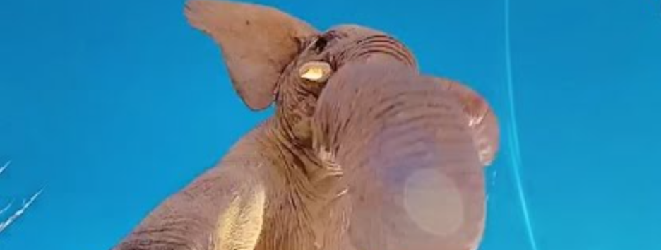 Грозно и пугающе: слон записал видео на потерянный телефон туриста 