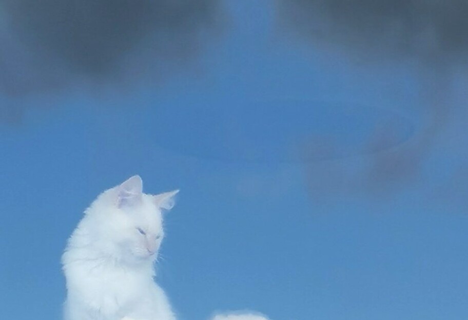 Богоподобный кот - в Сети появился новый мем - фото - фото 1