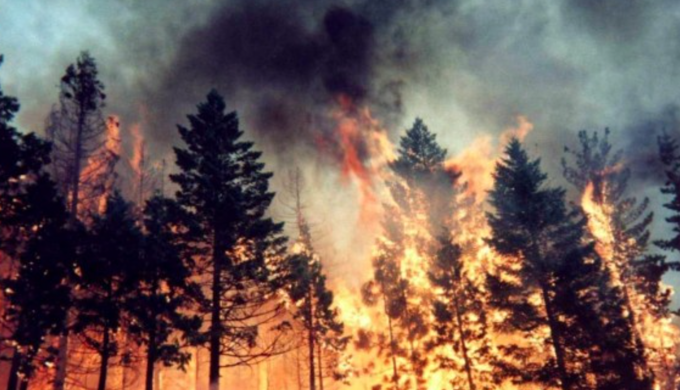 Пожары в Луганской области - установлены источники возгорания, локализована последняя ячейка огня - фото 1