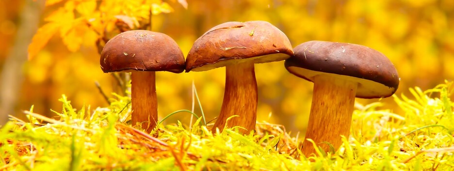 «Пора снова постить грибы»: в Украине ожидается по-осеннему теплая погода - карта