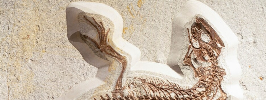 Тайны эволюции: ученые опровергли популярную теорию - фото