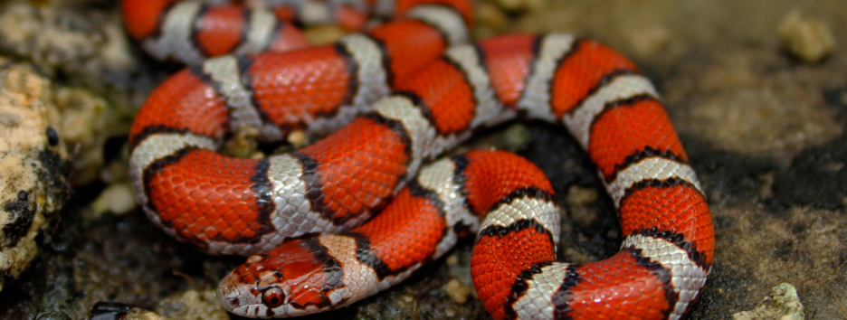 Пестрые создания: ученые объяснили разнообразие расцветок кожи змей