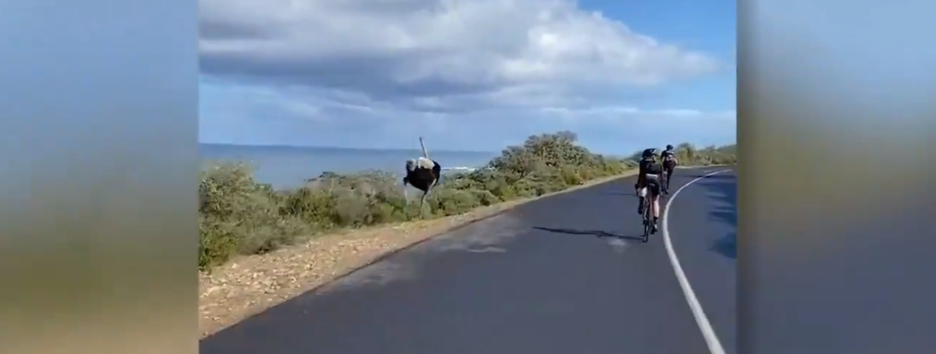 Курйозні новини: як страус змагався з гонщиками, а «кішка» зірвала роботу офісу - відео