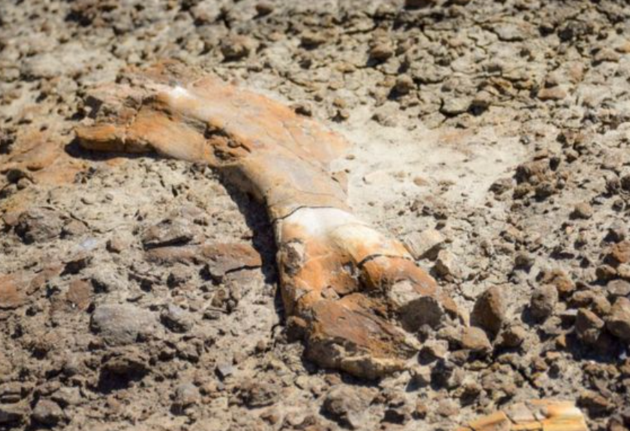  Пролежав у землі 69 мільйонів років: в Канаді школяр знайшов скелет динозавра - фото - фото 1