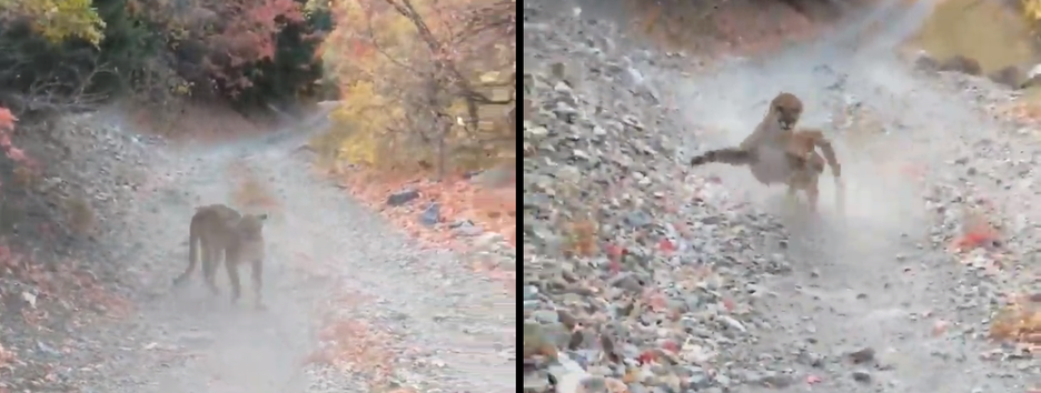 «Я думав, мені кінець»: турист зняв на камеру, як тікав від пуми - відео