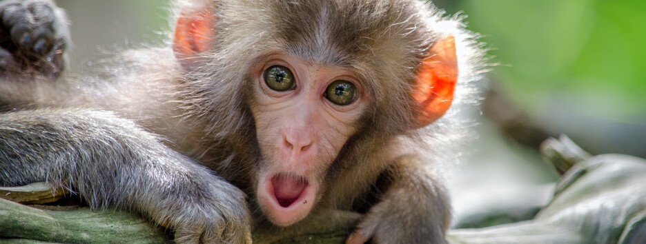 Нюанси мовлення: вчені розкрили таємницю еволюції людини