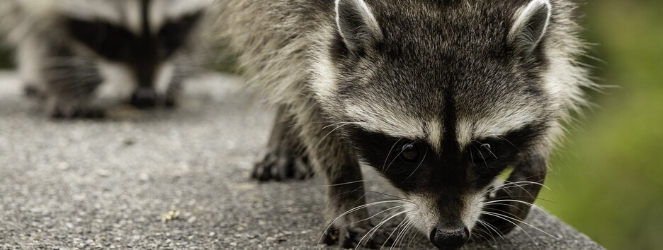 «Бандиты в масках»: еноты проникли в банк и устроили там бардак - фото