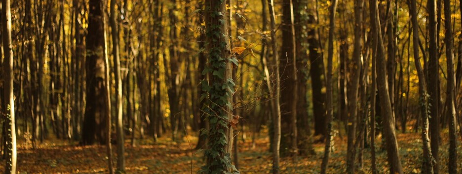 Погода на вихідні: місцями можливі дощі, температура до +23 - карта