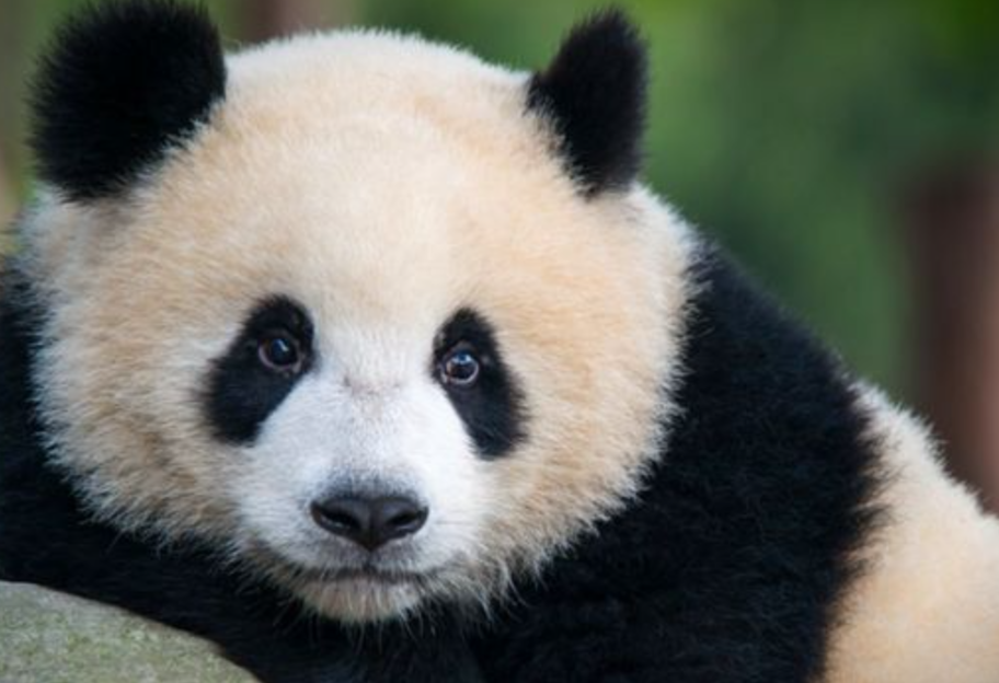 Документалисты впервые сняли процесс спаривания у больших панд на воле - видео - фото 1