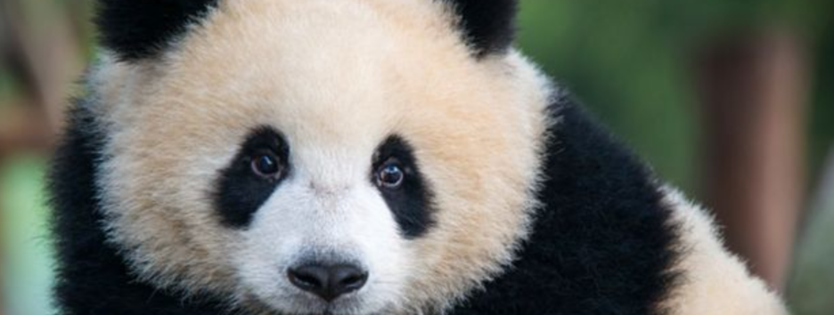 Состязание и ухаживание: документалисты впервые сняли процесс спаривания у больших панд на воле - видео