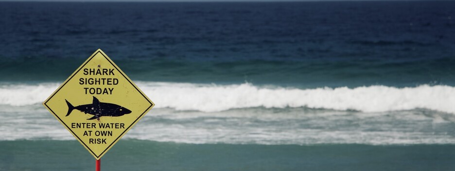 Опасный Египет: на семью украинцев напала акула, среди пострадавших ребенок - видео