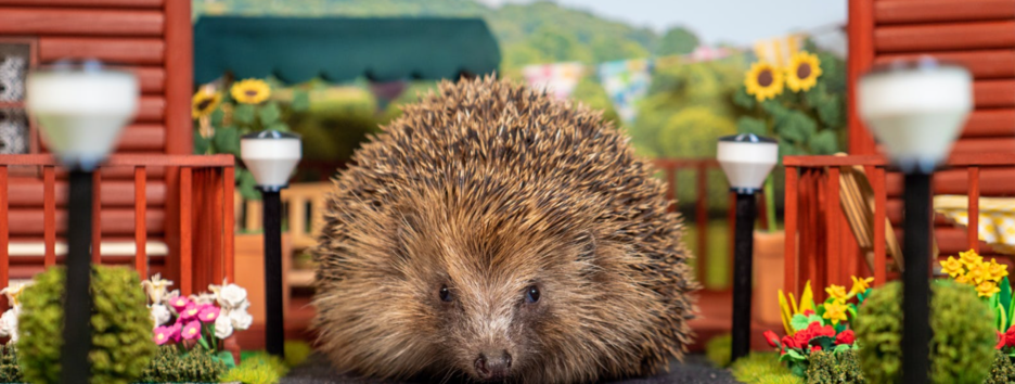 З готелями, ставками і пандусами: в Британії створили перший в світі парк відпочинку для їжаків - фото, відео
