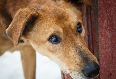 Украинский Айболит: как киевлянка обменяла квартиру на бездомных собак