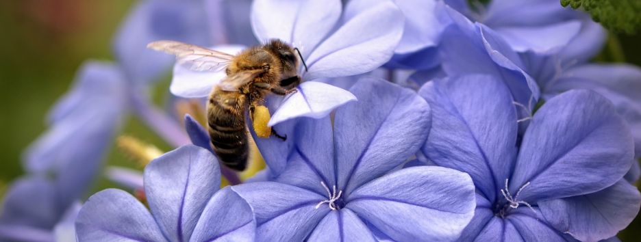 Японские ученые создали дронов-пчел из «Черного зеркала»