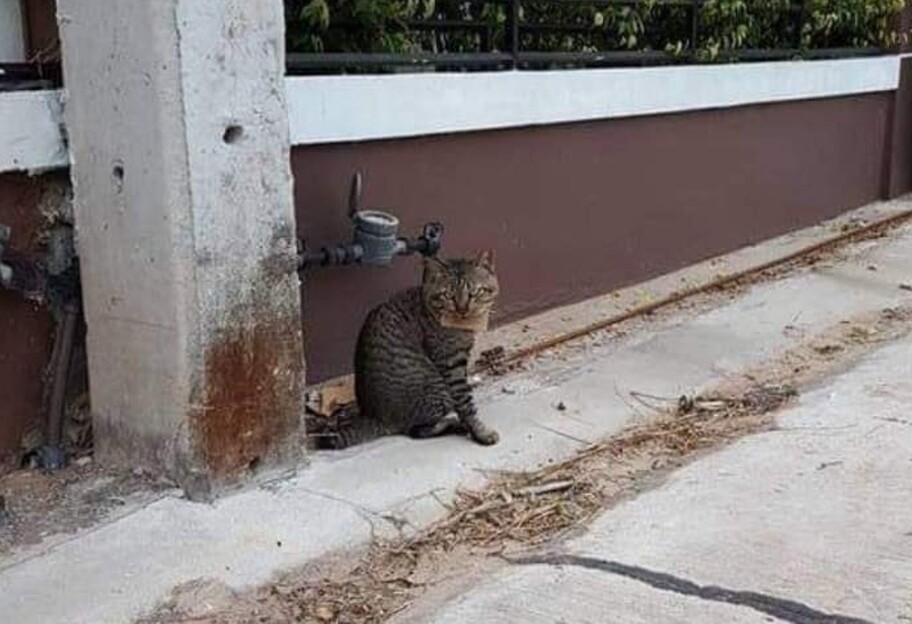 Несподіване прохання - в Таїланді зниклий кіт повернувся додому з запискою - фото - фото 1