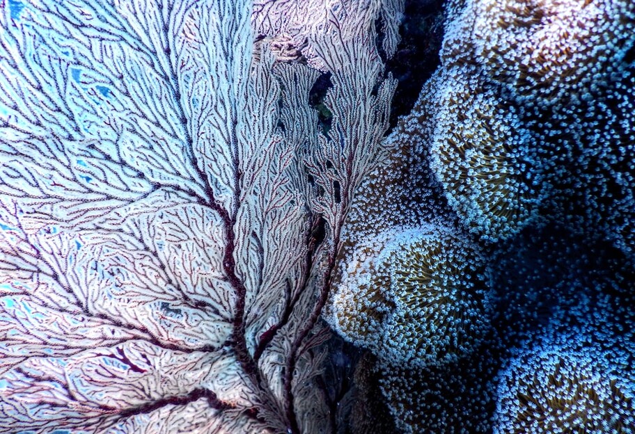 Технологии для спасения природы: в Австралии создают Ноев Ковчег живых кораллов - фото, видео - фото 1
