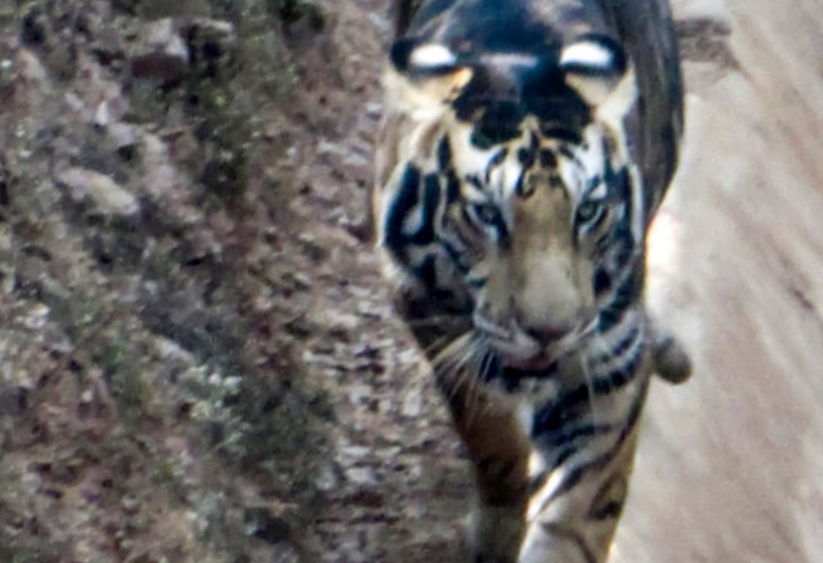Чрезвычайная удача: в джунглях Индии заметили редкого черного тигра - фото - фото 1