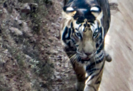 Надзвичайна вдача: в джунглях Індії помітили рідкісного чорного тигра - фото