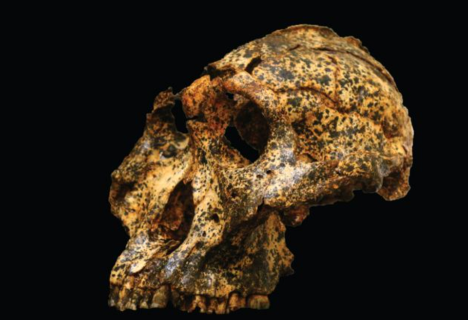 Еволюційний експеримент: в Австралії знайшли череп близького родича людини - фото - фото 1