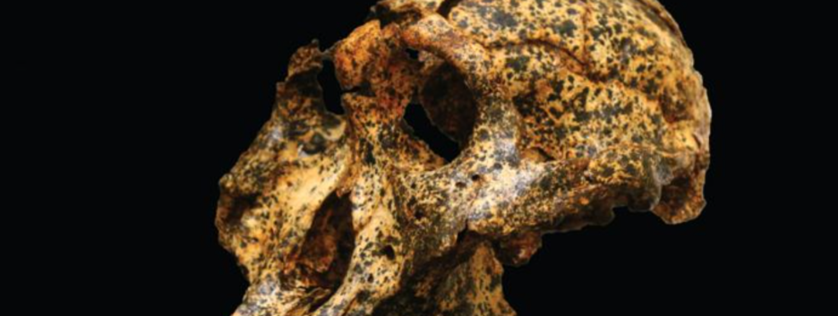 Еволюційний експеримент: в Австралії знайшли череп близького родича людини - фото