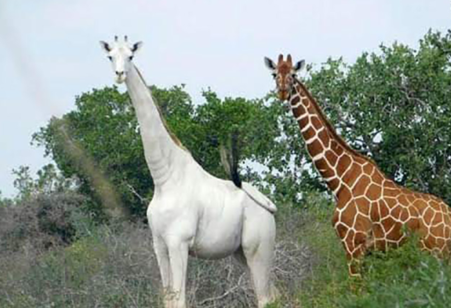 Врятувати від браконьєрів - екологи захищають єдиного в світі білого жирафа за допомогою GPS-трекера - фото 1