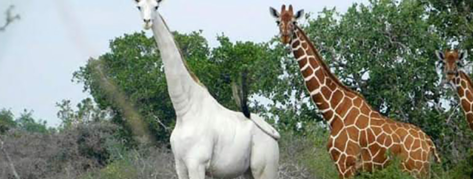Врятувати від браконьєрів: як екологи захищають єдиного в світі білого жирафа - фото, відео