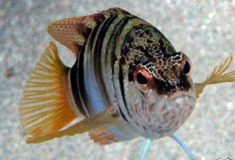 Новини природи - Риба-гермафродит з-під Одеси - фото - фото 1