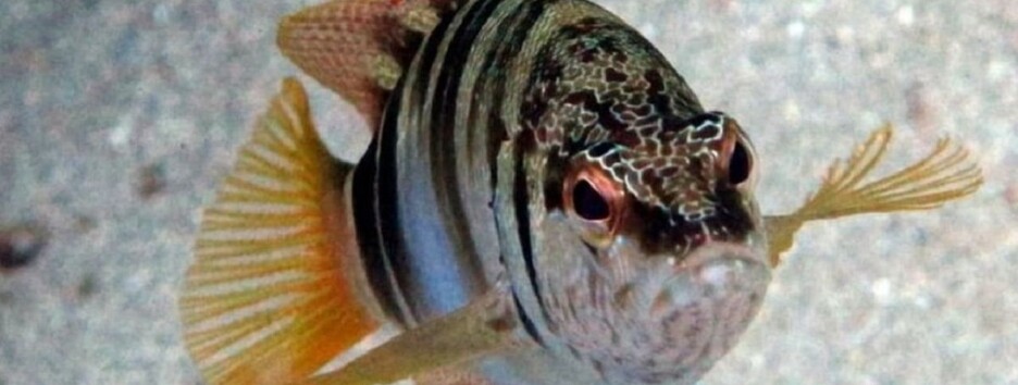 Незвичайний улов: під Одесою піймали рідкісну рибу-гермафродита - фото