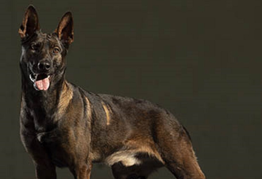 Суспільство - Собака, який став героєм в боротьбі з «Аль-Каїдою»: неймовірна історія Куно - фото 1