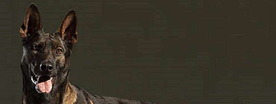 «Друг людини» в боротьбі з «Аль-Каїдою»: неймовірна історія пса Куно - відео